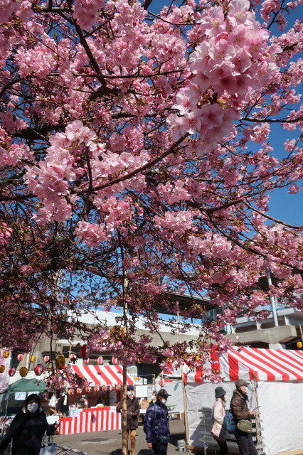 桜祭り始まってます！