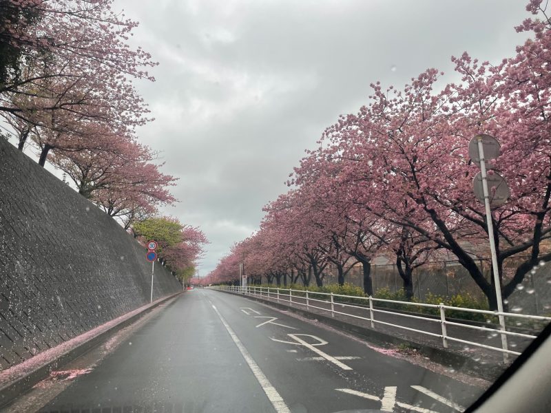 ３月３日河津桜