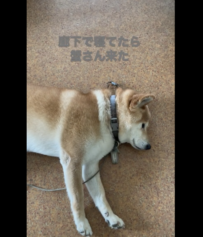 蟹とワッチ君の動画がネット記事に